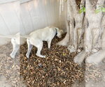 Small #6 Labrador Retriever Mix
