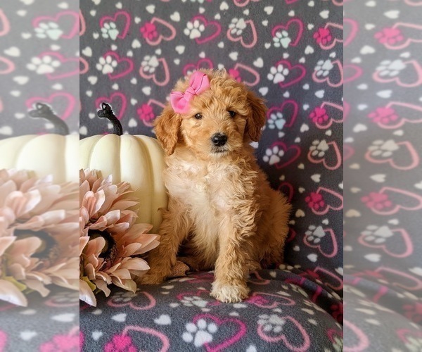 Medium Photo #2 Goldendoodle Puppy For Sale in PEACH BOTTOM, PA, USA