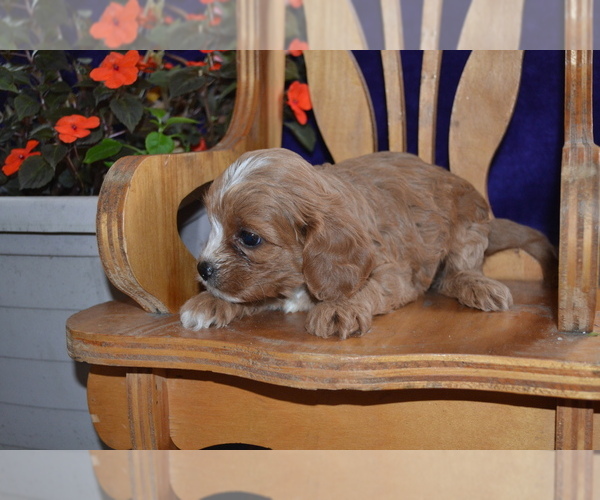 Medium Photo #3 Cavapoo Puppy For Sale in GREENWOOD, WI, USA