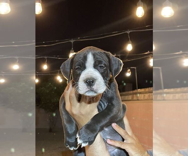 Medium Photo #1 American Bully Puppy For Sale in POMONA, CA, USA
