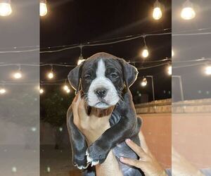 American Bully Puppy for sale in POMONA, CA, USA