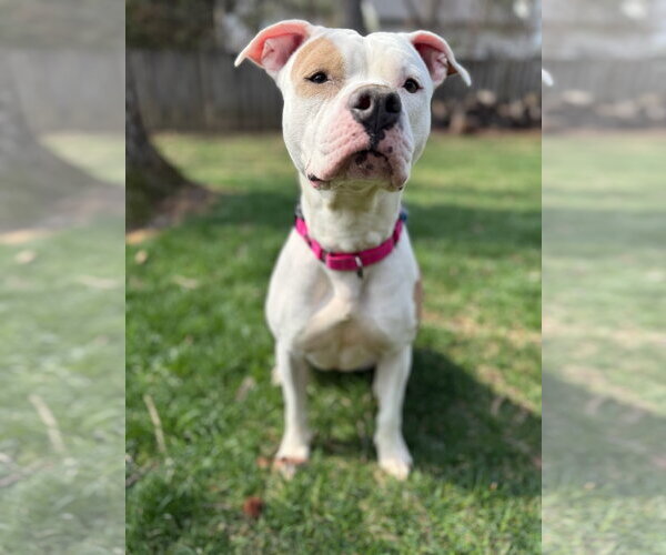 Medium Photo #8 Mutt Puppy For Sale in Alexandria, VA, USA