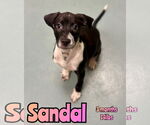 Small Retriever  Mix