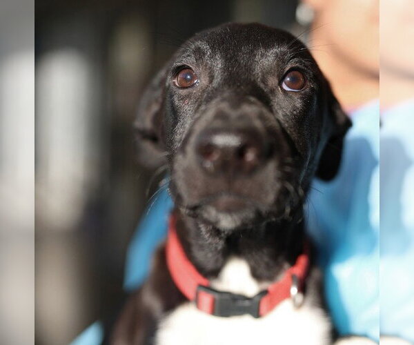 Medium Photo #1 Labrador Retriever-Unknown Mix Puppy For Sale in San Antonio, TX, USA