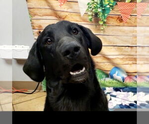 Labrador Retriever Dogs for adoption in Palatine/Kildeer/Buffalo grove, IL, USA