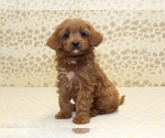 Small #3 Cavapoo
