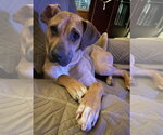 Small #7 Black Mouth Cur