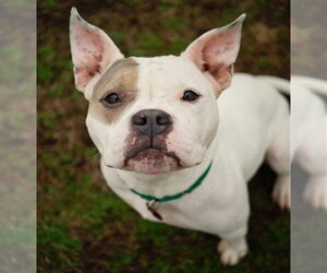 Mutt Dogs for adoption in Springfield, MA, USA