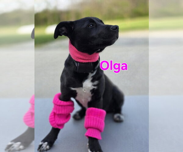 Medium Photo #7 Labrador Retriever-Unknown Mix Puppy For Sale in Germantown, OH, USA