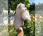 Small Photo #6 Pomeranian Puppy For Sale in CITRUS HEIGHTS, CA, USA