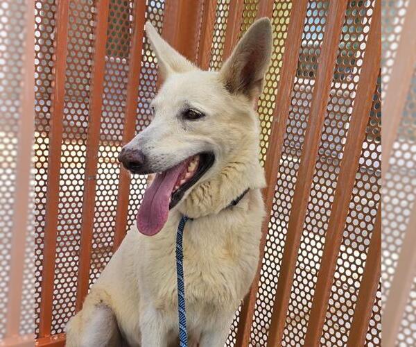 Medium Photo #2 German Shepherd Dog-Unknown Mix Puppy For Sale in Las Vegas, NV, USA
