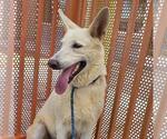 Small #1 German Shepherd Dog Mix