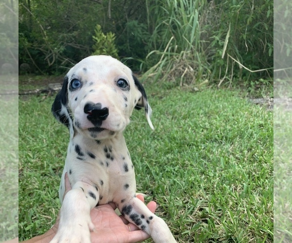 Medium Photo #1 Dalmatian Puppy For Sale in MERRITT IS, FL, USA