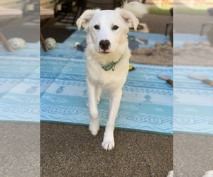 Jelly Pop - Female Great Pyrenees Dog for Adoption - Photo #8