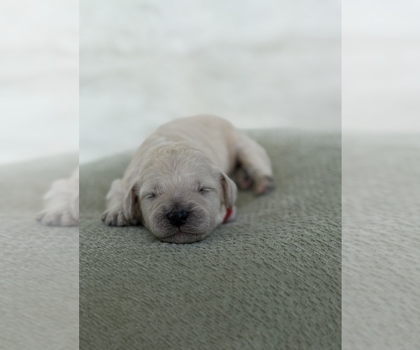 Medium Photo #1 Goldendoodle mix (+ Poodle Standard) Puppy For Sale in MAYNARDVILLE, TN, USA