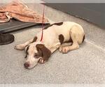 Small American Staffordshire Terrier Mix