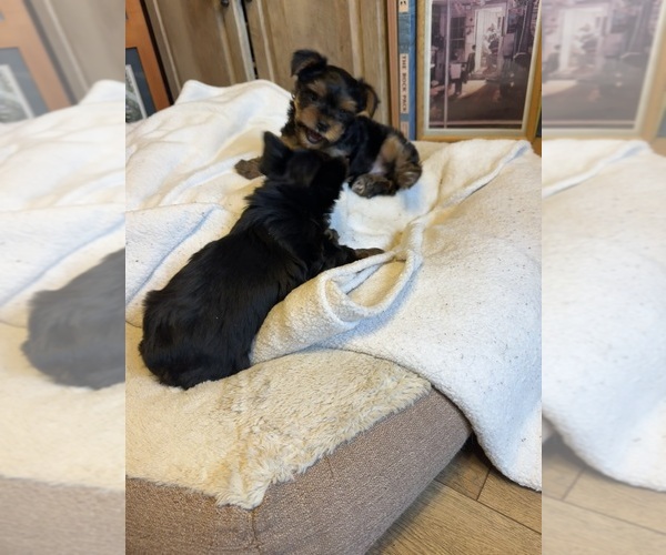 Medium Photo #11 Yorkshire Terrier Puppy For Sale in PALMDALE, CA, USA