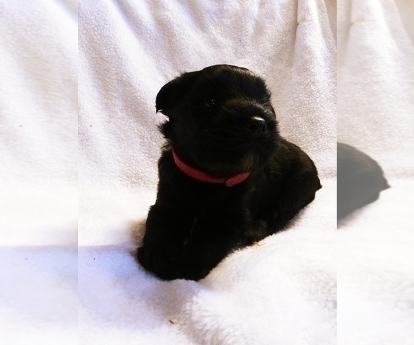 Medium Photo #1 Schnauzer (Miniature)-Schnauzer (Standard) Mix Puppy For Sale in PUYALLUP, WA, USA