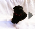 Small Photo #1 Schnauzer (Miniature)-Schnauzer (Standard) Mix Puppy For Sale in PUYALLUP, WA, USA