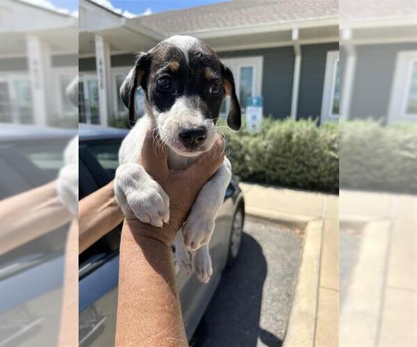 Medium Photo #1 Mutt Puppy For Sale in San Antonio, TX, USA