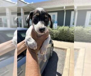 Mutt Dogs for adoption in San Antonio, TX, USA