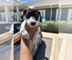 Small Mutt