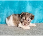 Small Photo #10 Havanese Puppy For Sale in SHAWNEE, OK, USA