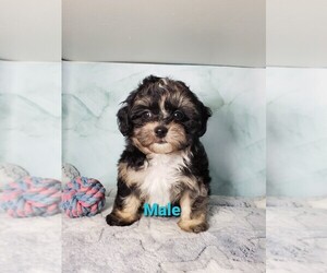 ShihPoo Puppy for sale in HENDERSON, NV, USA