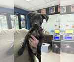Small #4 Lab-Pointer