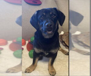 Chiweenie Dogs for adoption in Grafton, WI, USA