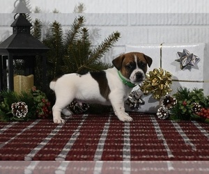 Jack Russell Terrier Puppy for sale in MILLERSBURG, OH, USA
