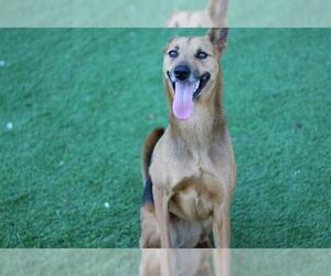 German Shepherd Dog-Unknown Mix Dogs for adoption in Grand Prairie, TX, USA