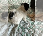Small #2 Schnoodle (Miniature)
