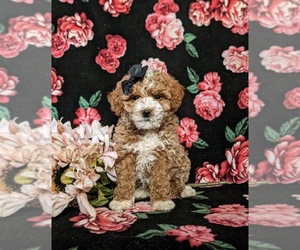 Goldendoodle (Miniature) Puppy for sale in KIRKWOOD, PA, USA