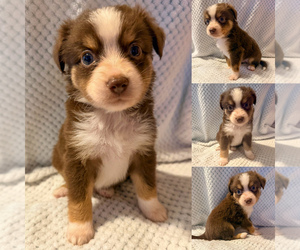 Miniature Australian Shepherd Puppy for sale in BROOKER, FL, USA