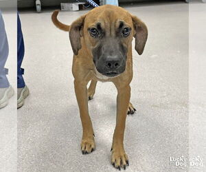 Medium Feist Terrier-Labrador Retriever Mix