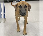 Small Feist Terrier-Labrador Retriever Mix