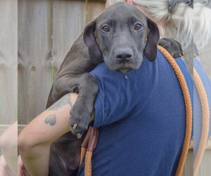 Boo - Male Unknown-Vizsla Mix Dog for Adoption - Photo #4