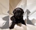 Small Photo #118 Miniature Bernedoodle Puppy For Sale in AUBURNDALE, FL, USA