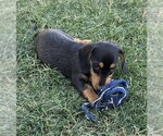 Small #1 Dachshund