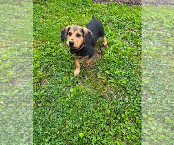 Medium Photo #1 Mutt Puppy For Sale in New Oxford , PA, USA