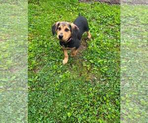 Mutt Dogs for adoption in New Oxford , PA, USA