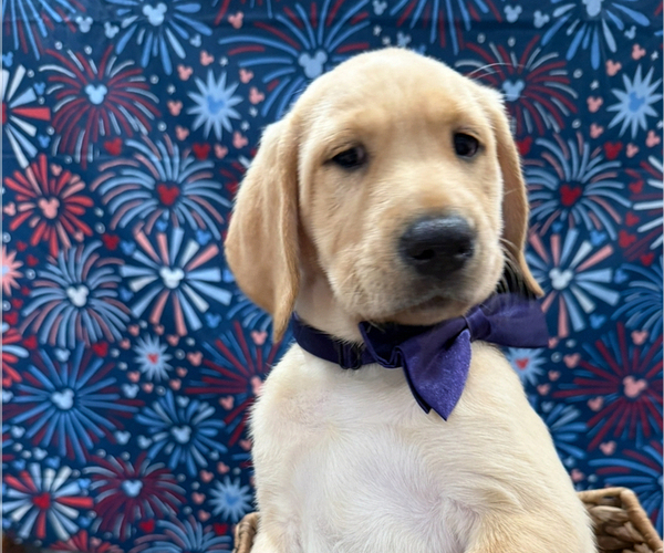 Medium Photo #5 Labrador Retriever Puppy For Sale in ALAFAYA, FL, USA