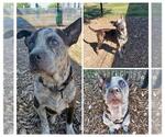 Small Photo #1 Mutt Puppy For Sale in San Antonio, TX, USA