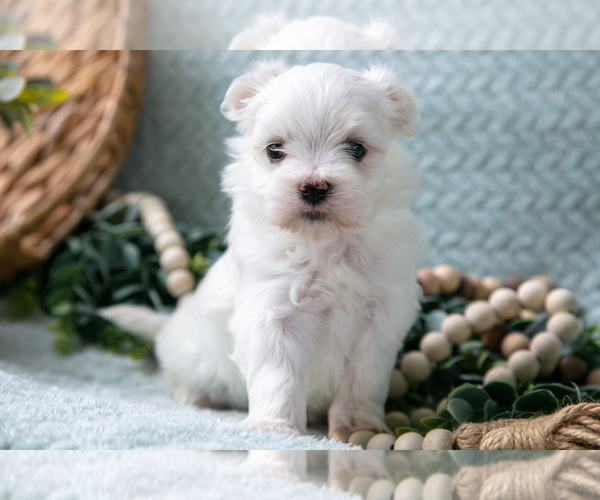 Medium Photo #13 Maltese Puppy For Sale in HOLMESVILLE, OH, USA