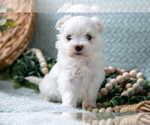 Small Photo #2 Maltese Puppy For Sale in HOLMESVILLE, OH, USA