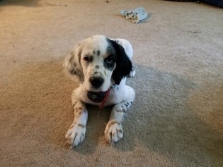 English Setter Puppy for sale in MONTROSE, MI, USA