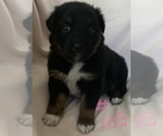 Small Photo #11 Australian Shepherd Puppy For Sale in SUNNYVALE, CA, USA