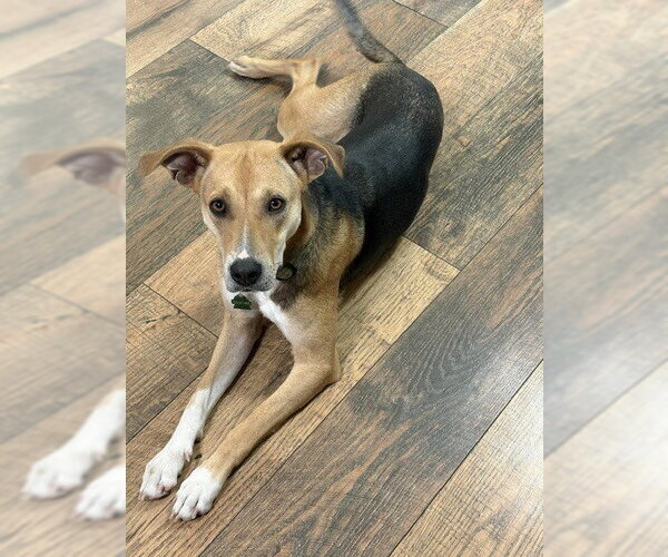 Medium Photo #10 Beagle-German Shepherd Dog Mix Puppy For Sale in Lakewood, CO, USA
