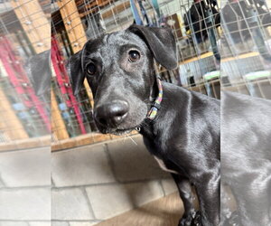Michael - Male Shepradors Dog for Adoption - Photo #9